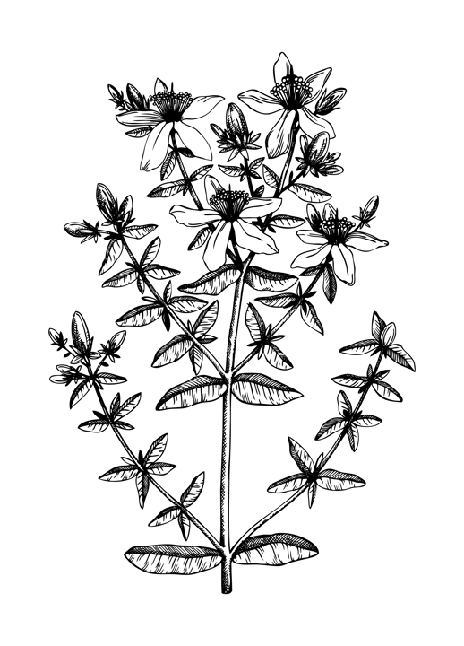 Hand sketched St John's wort illustration with leaves and flowers. Hand-drawn medical herbs and weeds. Engraved style botanical St John's wort drawing. Herbal medicine and tea ingredients
